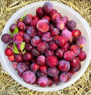 Original Hybrid Alubukhara/Aloobukhra (Prunus domestica) Live Plant & Tree For Home Garden, Well Watered Ready To Fruit Plant (Pack Of 1) Buy @ ₹499