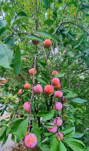 Original Hybrid Alubukhara/Aloobukhra (Prunus domestica) Live Plant & Tree For Home Garden, Well Watered Ready To Fruit Plant (Pack Of 1) Buy @ ₹499