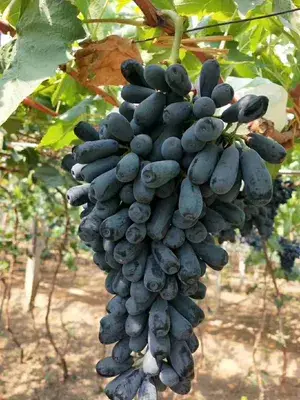 Original Moondrop Delicious Grapes Plant & Tree For Home Garden (1.5-3.5 Ft Height) Well Watered Easy To Care Hybrid Grapes Plant (Pack Of 1) Buy @ ₹499