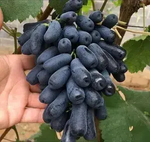 Original Moondrop Delicious Grapes Plant & Tree For Home Garden (1.5-3.5 Ft Height) Well Watered Easy To Care Hybrid Grapes Plant (Pack Of 1) Buy @ ₹499