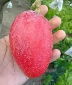 Original Unique Japanese Miyazaki (Grafted) Mango Live Plant & Tree Imported Limited Stock Buy @ ₹549