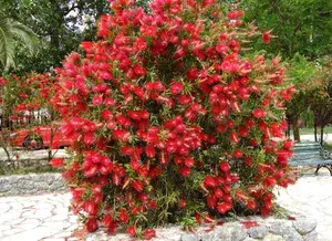 Beautiful Red Bottle Brash Shrub Flowering Plant & Tree 91.5-3.5 Ft Height) From Greenery Nursery® Well Watered Healthy Bottle Brash Flower Plant, Pack Of 1 Buy @ ₹499