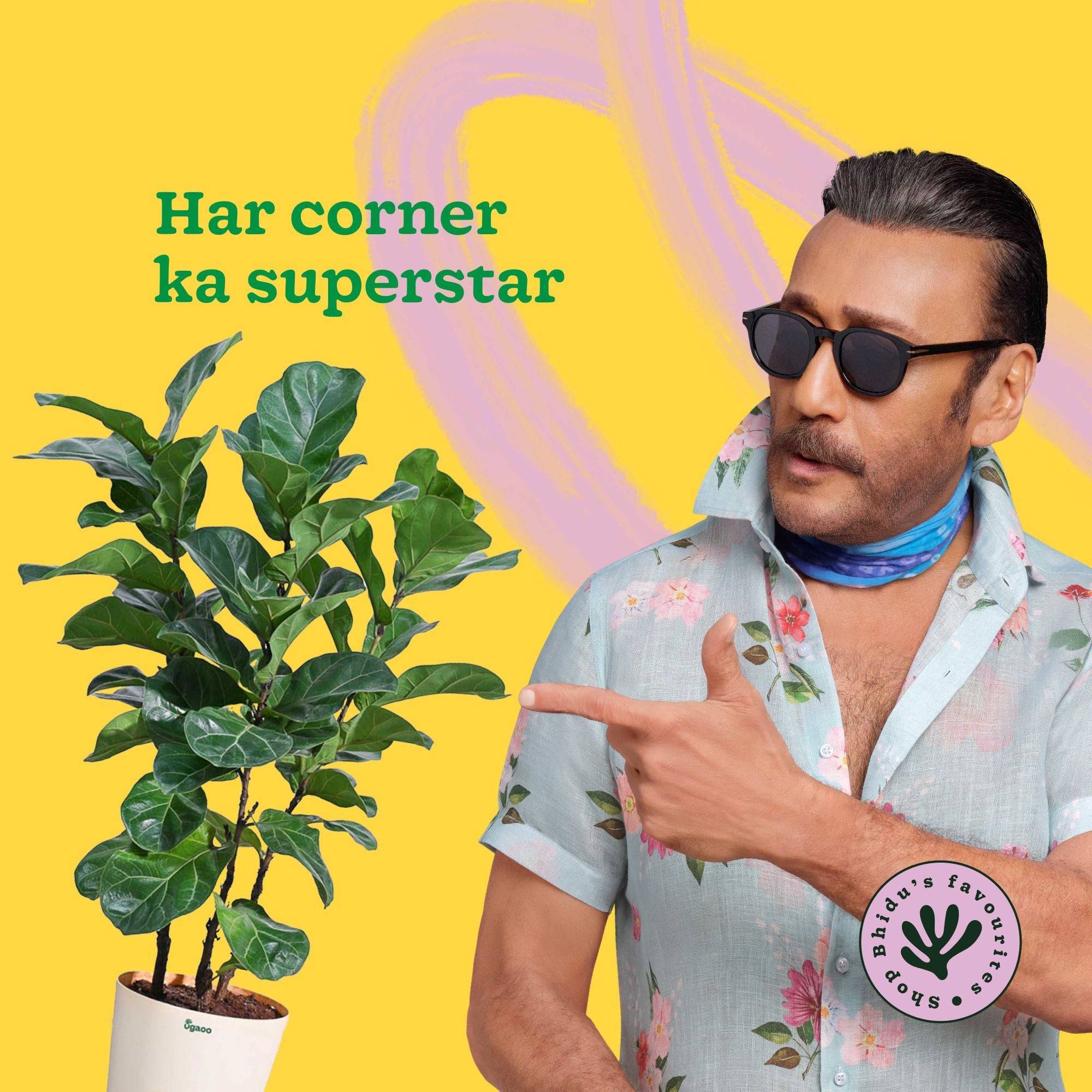 Ficus Lyrata Bambino -XL