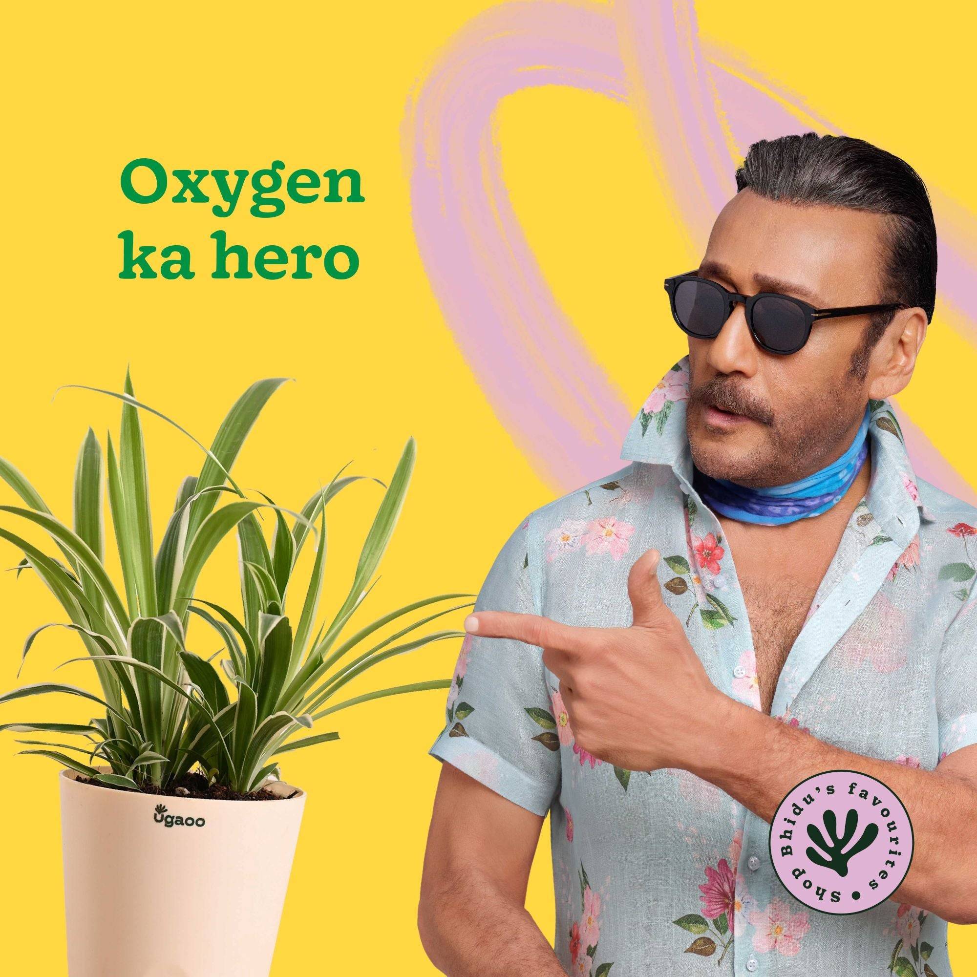 Chlorophytum Spider Plant