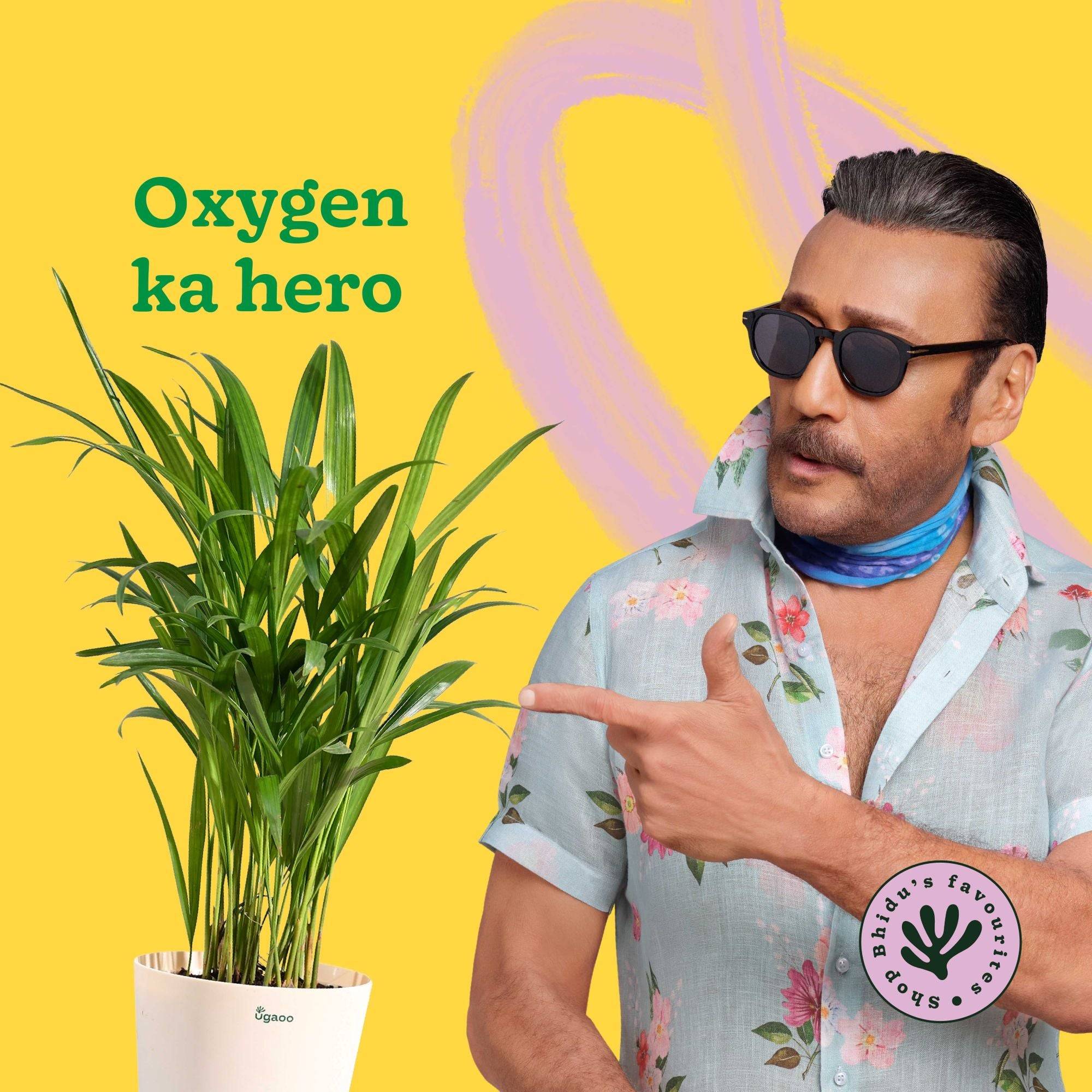 Areca Palm Plant