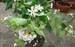 Parijat/ Night Jasmine Flowering Plant & Tree (1.5-3.5 Ft Hight) For Home Garden Shiuli/Harsinger Live Flower Plant (Hybrid, Pack Of 1) Buy @ ₹499