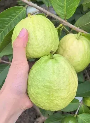 All Time Thai- 7 Hybrid Guava Fruit Live Plant & Tree For Home Gardening, Plant Hight 1.5-3.5 Ft (Pack Of 1) Buy @ ₹499