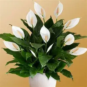 Peace Lily Live Flower Plant (Pack Of 1) Buy @ ₹499