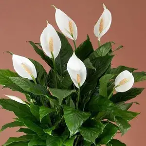 Peace Lily Live Flower Plant (Pack Of 1) Buy @ ₹499