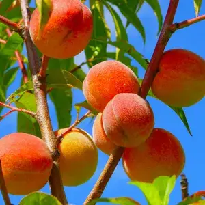 Peach Hybrid Live Fruit Plant (Pack Of 1) Buy @ ₹499