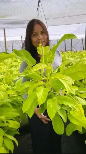 Philodendron 'Lemon Lime' ( Golden Money Plant) Pack Of 1 Buy @ ₹499