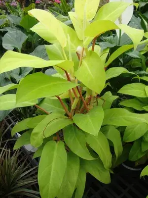 Philodendron 'Lemon Lime' ( Golden Money Plant) Pack Of 1 Buy @ ₹499