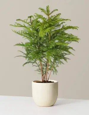 Pine Live 1.5-3.5 Ft Indoor Plant( Pack Of) Buy @ ₹549