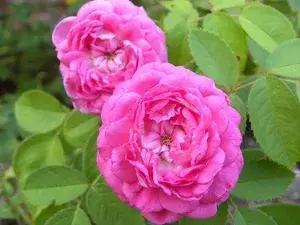 Pink Rose (Grafted) Live Plant ( Pack Of 1 ) Buy @ ₹499