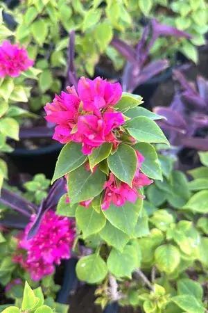Pixie Queen Bougainvillea (Grafted)-Flowering Plant (Hybrid, Pack Of 1) Buy @ ₹499