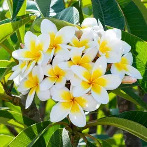 Plumeria Live Flowering Plant & Tree For Your Sweet Home Garden, Well Watered Kathgolap Flower Plant, Pack Of 1 Buy @ ₹499