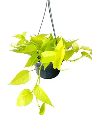Pothos  Low-Maintenance House Plant With A Vibrant Color For Enhance Your Home/Office/Garden Beauty(Air Purifying,  Pack Of 1) Buy @ ₹499