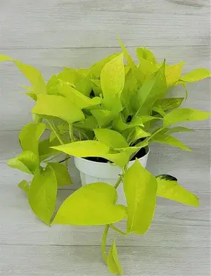 Pothos  Low-Maintenance House Plant With A Vibrant Color For Enhance Your Home/Office/Garden Beauty(Air Purifying,  Pack Of 1) Buy @ ₹499