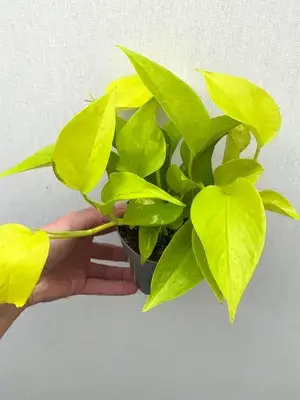 Pothos  Low-Maintenance House Plant With A Vibrant Color For Enhance Your Home/Office/Garden Beauty(Air Purifying,  Pack Of 1) Buy @ ₹499