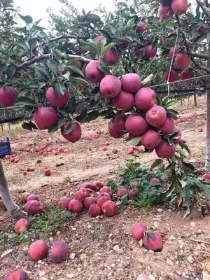 Arunachal Pradesh (Cosmic Crisp Varieties) Hybrid Apple Fruit Plant For Home Gardening, Best Selling Apple Plant (Size: 1.5-3.5 Ft) Limited Stock (Grafted, Pack Of 1) Buy @ ₹499