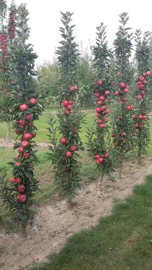 Arunachal Pradesh (Cosmic Crisp Varieties) Hybrid Apple Fruit Plant For Home Gardening, Best Selling Apple Plant (Size: 1.5-3.5 Ft) Limited Stock (Grafted, Pack Of 1) Buy @ ₹499