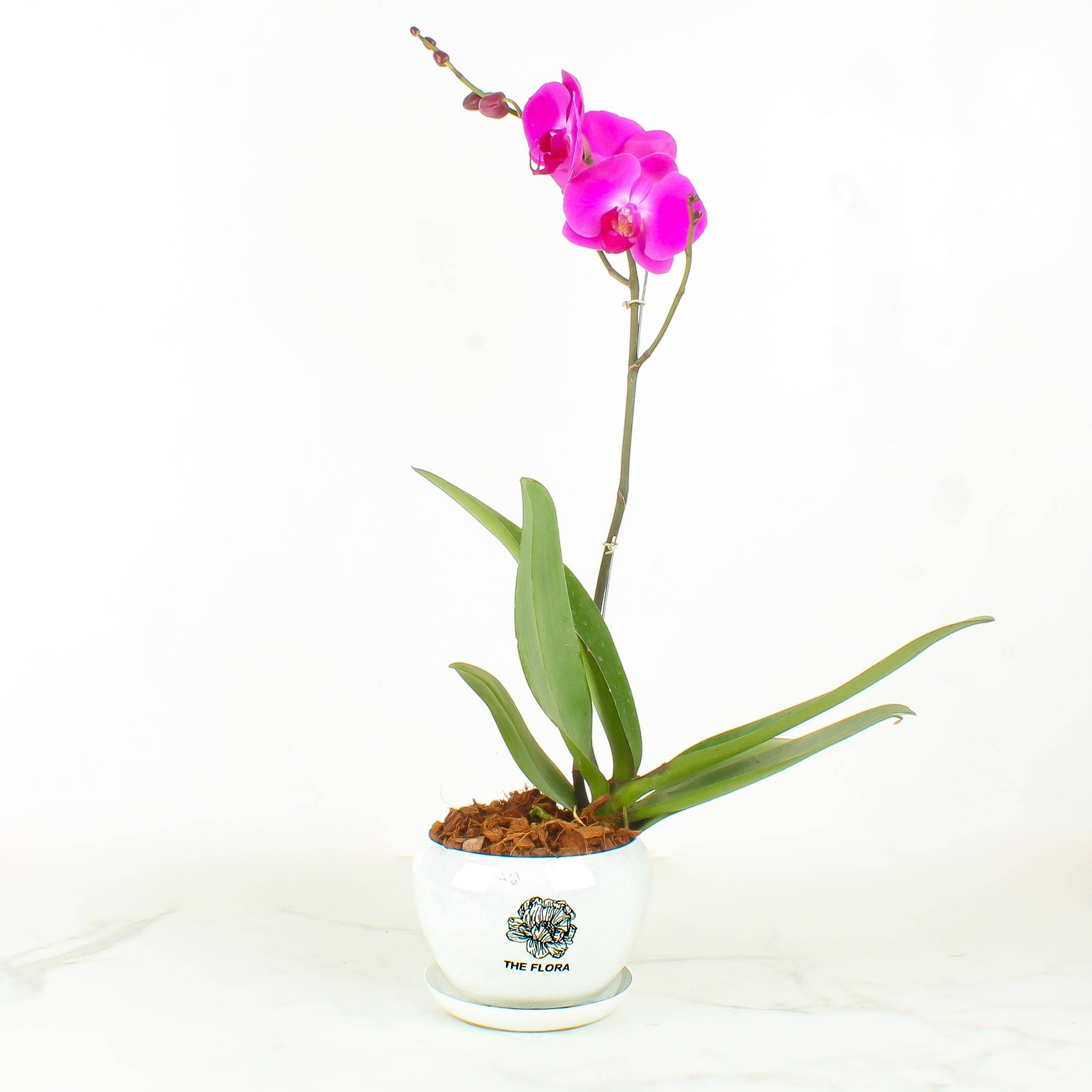 THE FLORA "Friday Flirt" Pot Buy at ₹1500