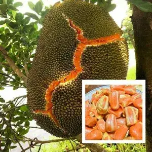 Sidhu Jackfruit (Grafted) Live Fruit Plant (Pack Of 1) Buy @ ₹499