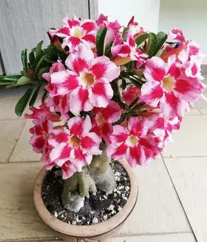 Rosey Verity Grafted Adenium Plant ( Pack of1) Buy @ ₹499