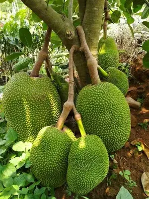 Greenery Nursery® Thai All time Jackfruit (Grafted) Live Plant & Tree (Hybrid, Pack Of 1) Buy @ ₹499