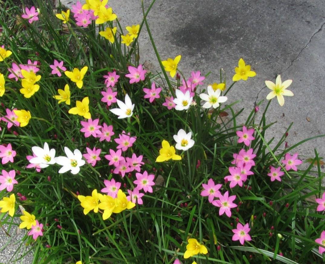 Rain Lily Multicolor Flowering Bulbs For Home Garden High Germinated Rain Lily Bulbs (Hybrid, Pack Of 1) Buy @ ₹349