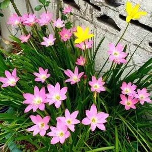 Rain Lily Multicolor Flowering Bulbs For Home Garden High Germinated Rain Lily Bulbs (Hybrid, Pack Of 1) Buy @ ₹349