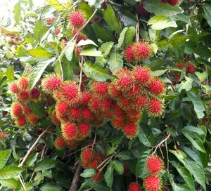 Rambutan Healthy Fruit Live Plant & Tree For Home Gardening Hybrid Rambutan Grafted Fruit Plant (1.5-3.5 Ft Hight) Pack Of 1) Buy @ ₹549