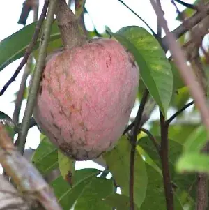 Ramphal Healthy & Hybrid Fruit Plant (Pack Of 1) Buy @ ₹499