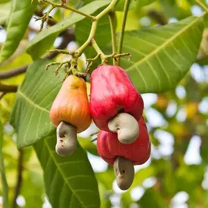 Rare Cashew Apple Hybrid Tropical Fruit Live Grafted Plant Buy @ ₹499