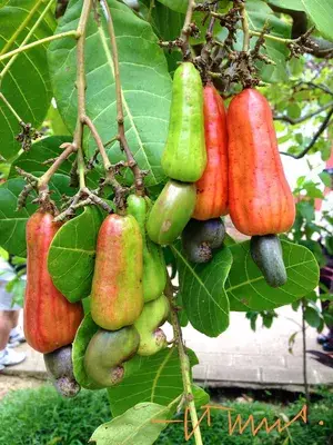 Rare Cashew Apple Hybrid Tropical Fruit Live Grafted Plant Buy @ ₹499