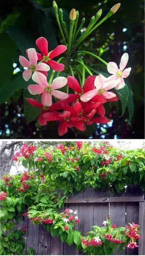 Rare Live Madhumalati Honeysuckle Rangoon Creeper Flower Plant Buy @ ₹499