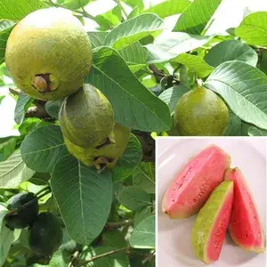 Rare Taiwan Pink Amrud Plant Fruit Tree Guava Rare Apple Guava (Pink )1 Healthy Live Air layered/Grafted Plant with Growbag Buy @ ₹499