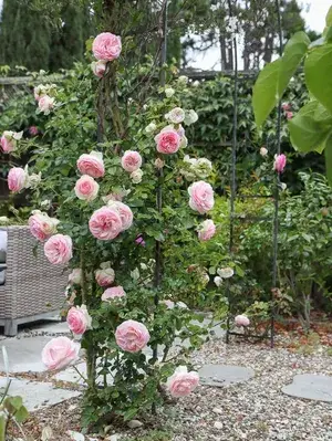 Rare Variety Rose Live Flowering Shrub/Bush/Home/Garden Decor (1.5-3.5 Ft Height) Pack Of 1 Buy @ ₹499
