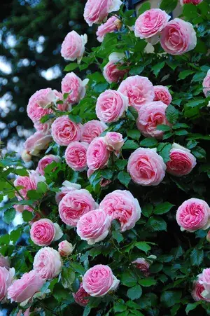 Rare Variety Rose Live Flowering Shrub/Bush/Home/Garden Decor (1.5-3.5 Ft Height) Pack Of 1 Buy @ ₹499