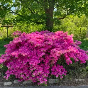 Ready To Flower Vibrant Color Azalea Live Plant For Shrub/Bush/Home Garden Decor, Well Maintained Azale Plant Height (1.5-3.5 Ft) Pack Of 1 Buy @ ₹449