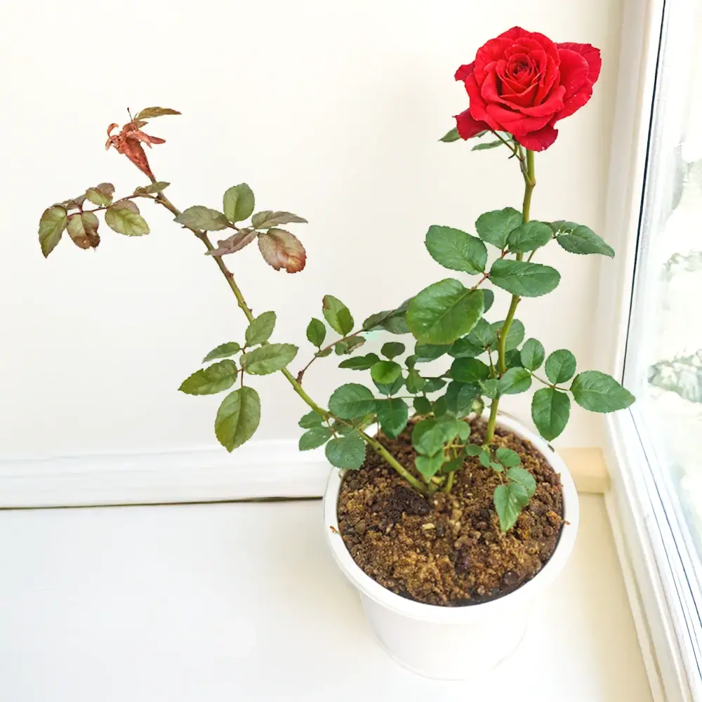 Rose Plant