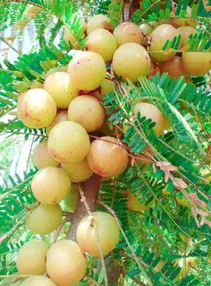 Red Amla Fruit Plant (Grafted) Pack of 1 Buy @ ₹499