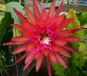 Red Brahma Kamal Healthy Flower Live Plant For Gardening (Hybrid, Pack Of 1) Buy @ ₹499