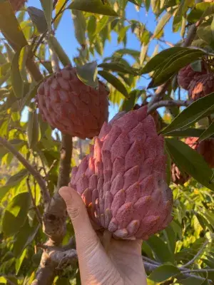 Red Custard Apple (Lal Aata) Red Sugar Apple, Red Sitafal Fruit Live Plant Grafted Original Variety Buy @ ₹499