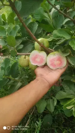 Red Diamond Guava Plant, Peyera,Amrud(King Of Guava) "New Variety" Plant & Tree ( Grafted) Pack of 1 Buy @ ₹499