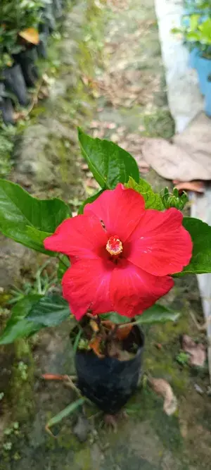 Red Hibiscus Flowering Plant For Gardening (Hybrid, Pack Of 1) Buy @ ₹499