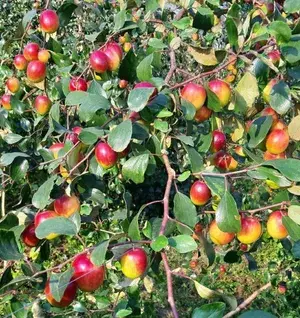 Red Kashmiri Apple Ber Plant, For Garden Buy @ ₹399