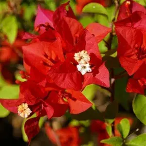 Red (Grafted) Bougainvillea Flower Plant (Pack Of 1) Buy @ ₹499