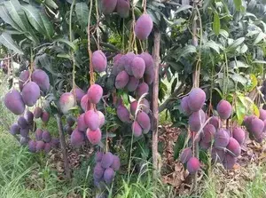 Rich Texture Red Palmer Flavorful Variety Mango Plant & Tree (1.5-3.5 Ft Height) For Home Garden, Well Watered American Red Palmer Mango Healthy Fruit Plant (Hybrid, Pack Of 1) Buy @ ₹699