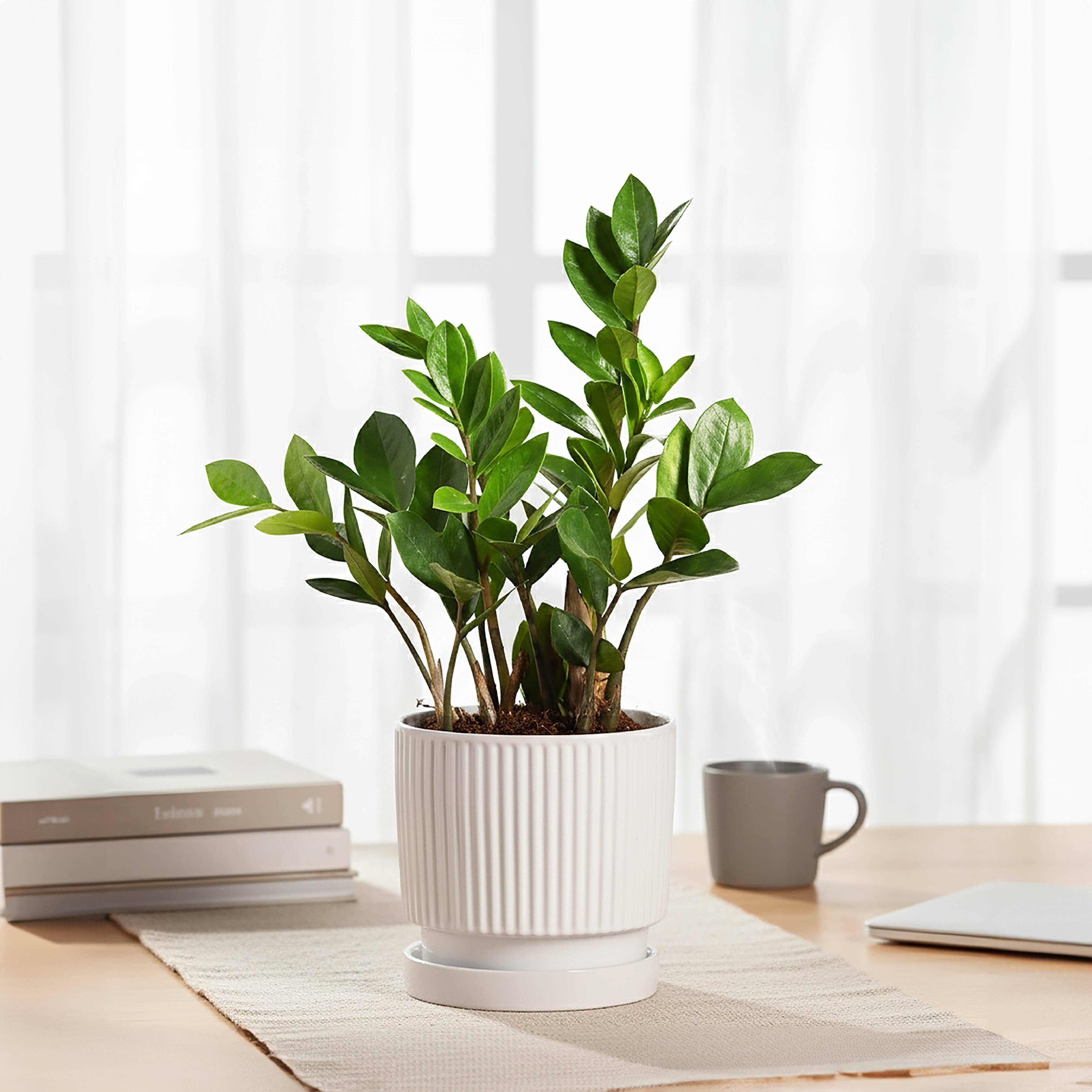 Roma Ceramic Pot